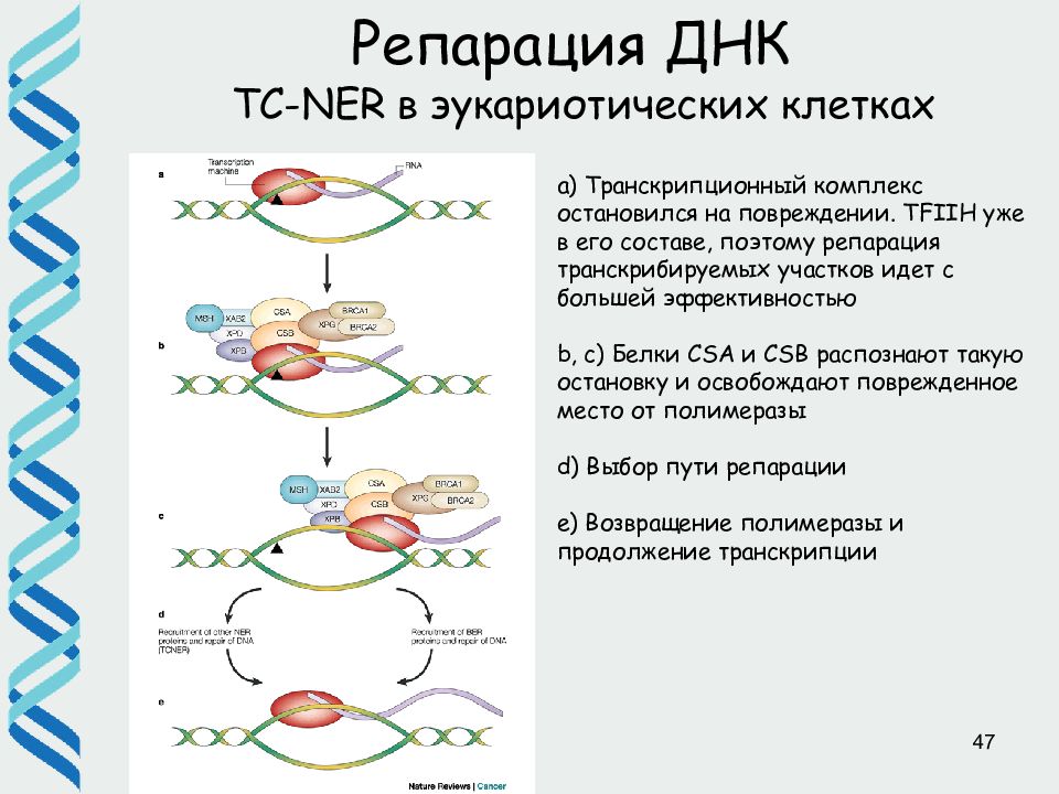 Репарация днк схема