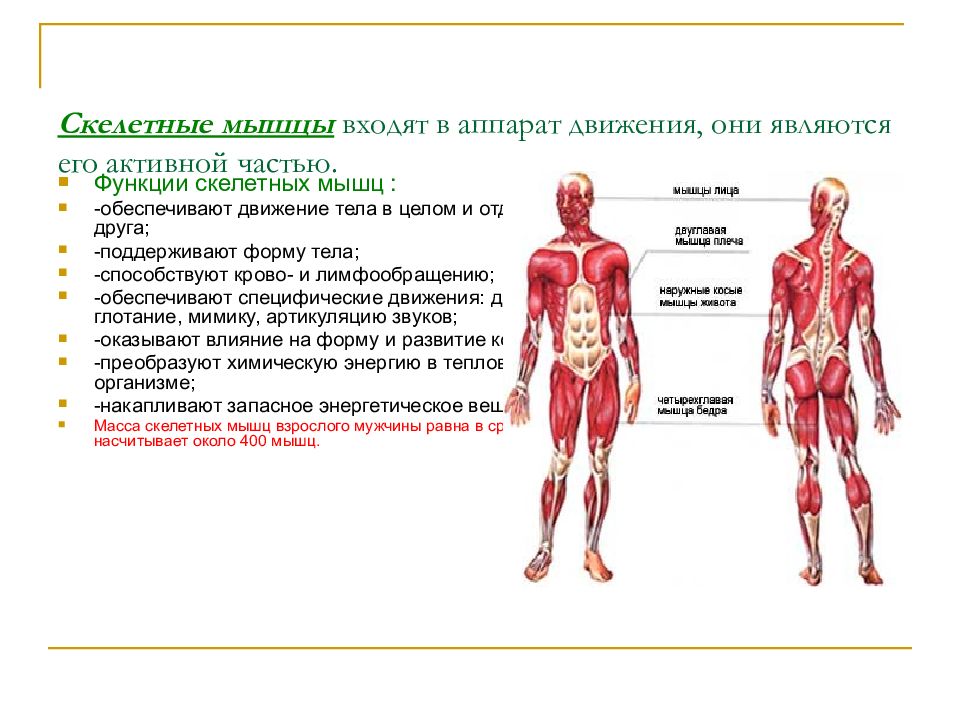 Мышцы человека презентация 8 класс