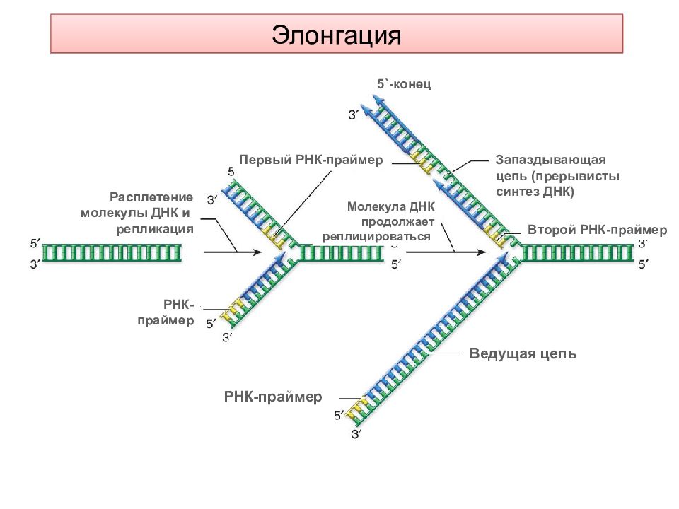 Фрагмент транскрибируемой цепи молекул днк. Праймер при репликации ДНК. Элонгация репликации ДНК. Этапы элонгации репликации. Репликация ДНК репликативная вилка.