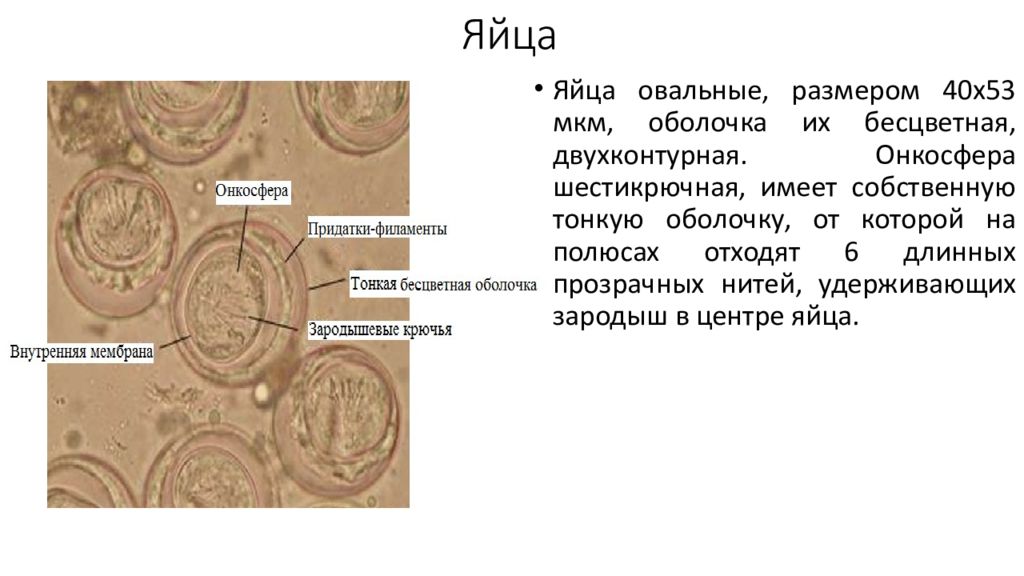 Шестикрючная личинка онкосфера. Яйцо (онкосфера) тениид. Онкосферы ленточных червей. Яйца тениид строение.