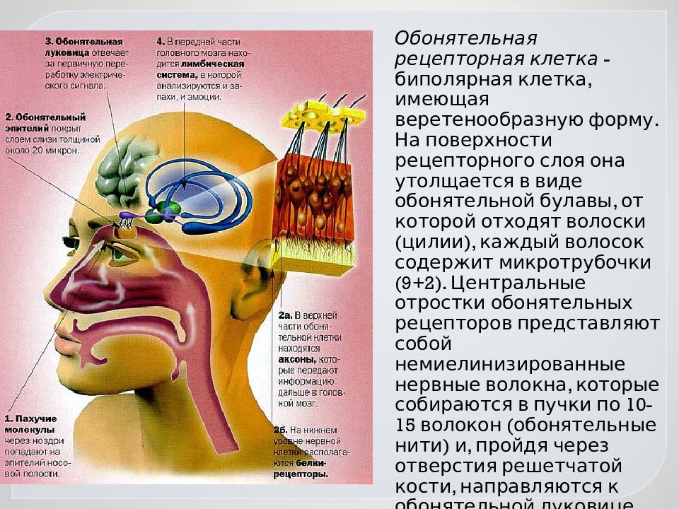 Презентация сенсорные системы человека