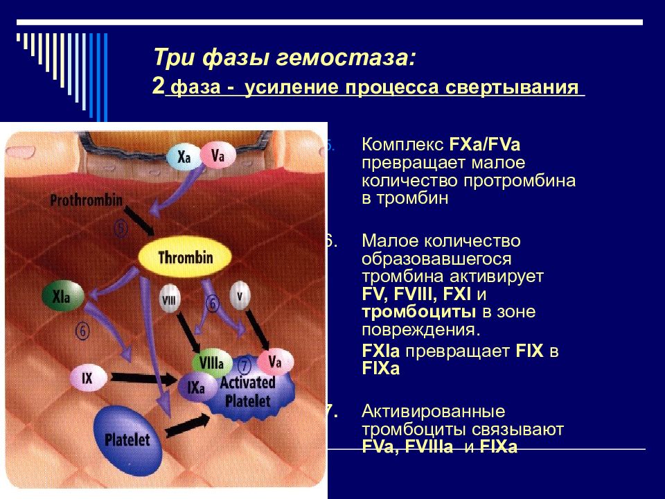 Усиление процесса. Стадии гемостаза. Фазы гемостаза. Третья фаза активации тромбоцитов. 3 Фазы гемостаза.