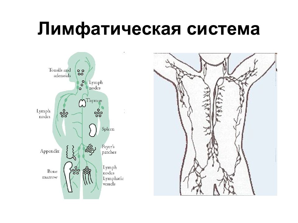 Связь лимфатической системы с кровообращением рисунок