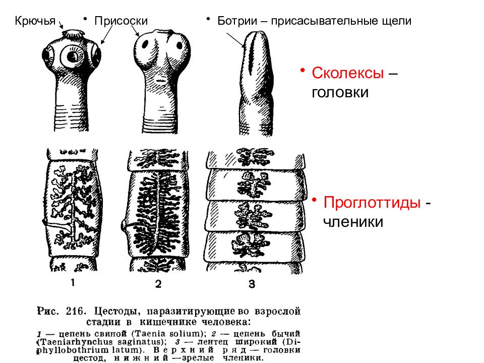 Состоят из члеников