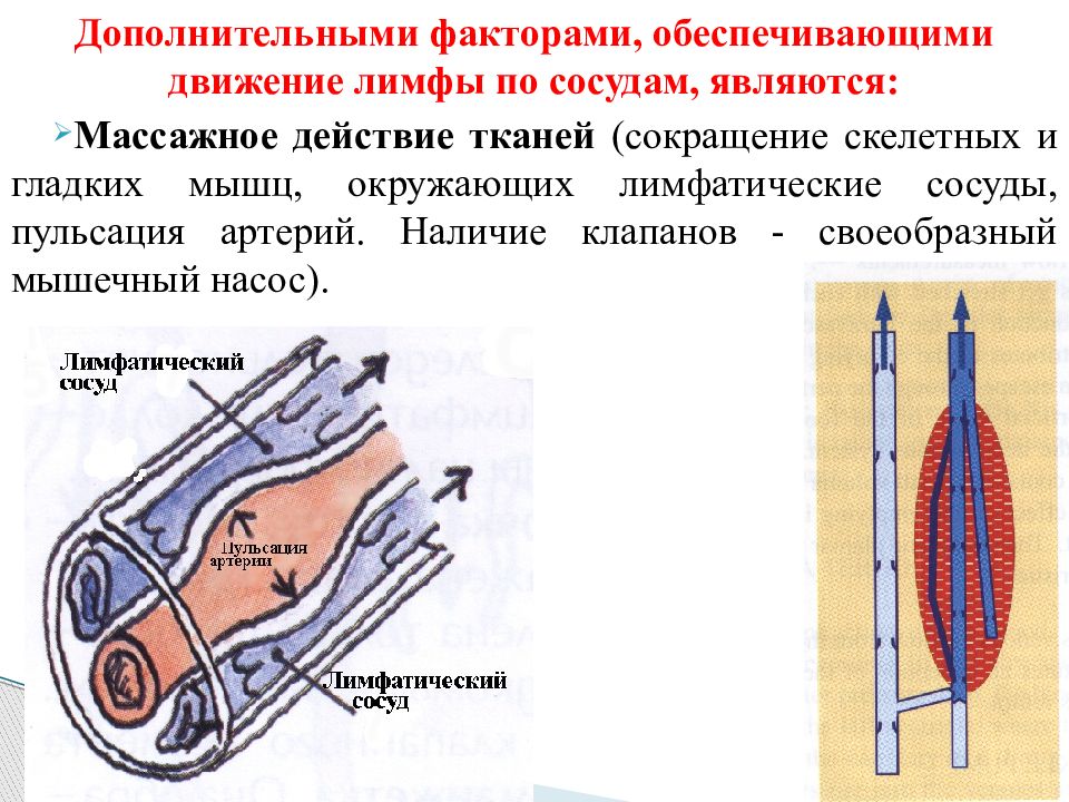 Сокращение гладкой мускулатуры сосудов. Сокращение мышц и движение лимфы. Движение лимфы по сосудам. Мышечный насос. Сосуды скелетных мышц.