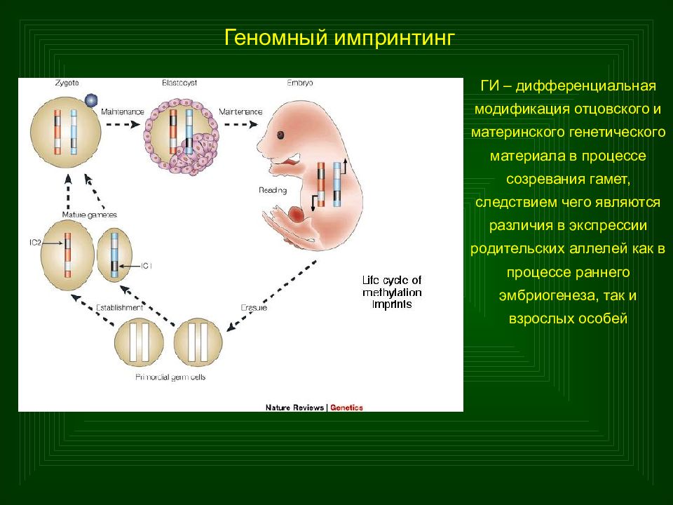 Болезни импринтинга