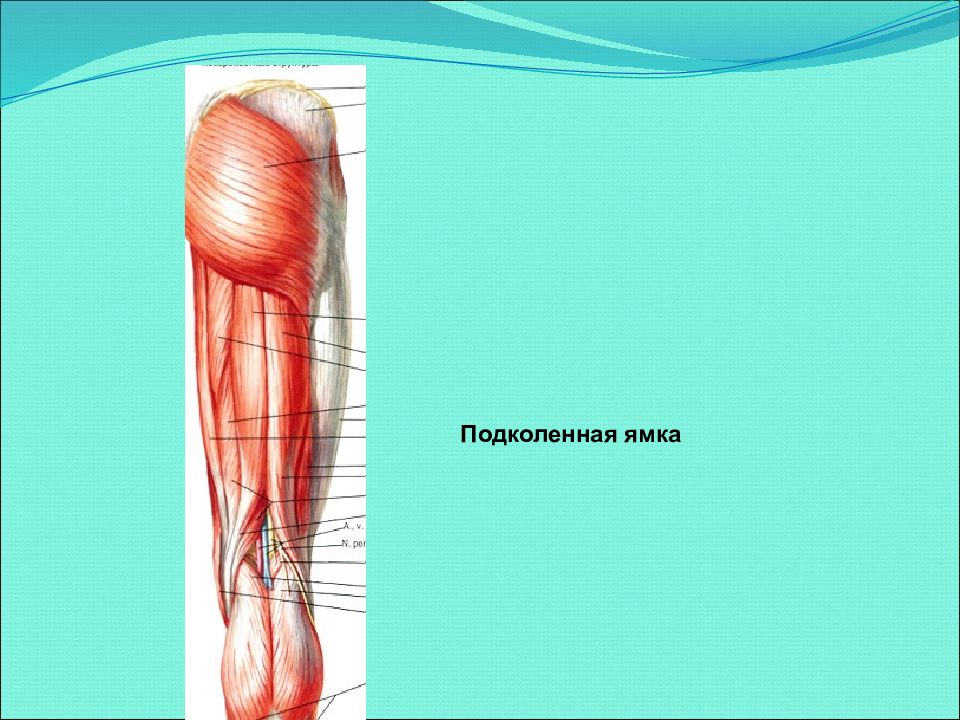 Рисунок подколенной ямки