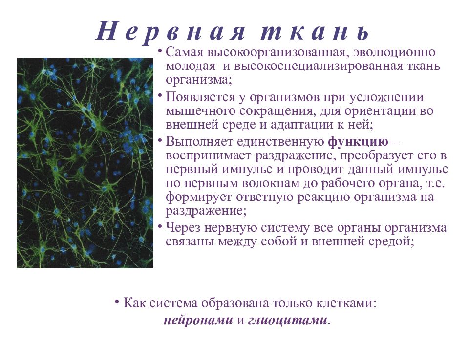 Высоко организованный. Физиологические особенности нервной ткани. Нервная ткань физиология. Основные свойства нервной ткани. Физиологические свойства нервной ткани.