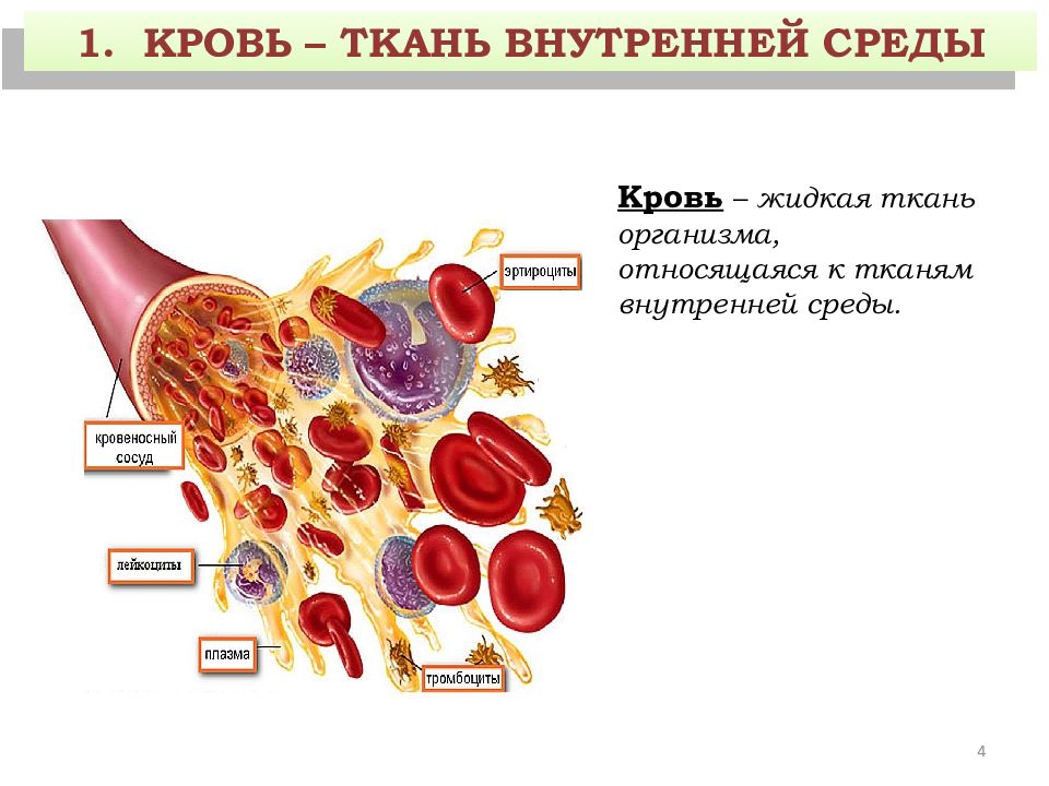 Кровь и лимфа гистология презентация