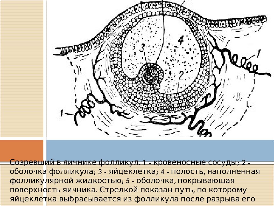 Когда созревает яйцеклетка. Яйцеклетка. Яйцеклетка в фолликуле. Стенка фолликула яичника.