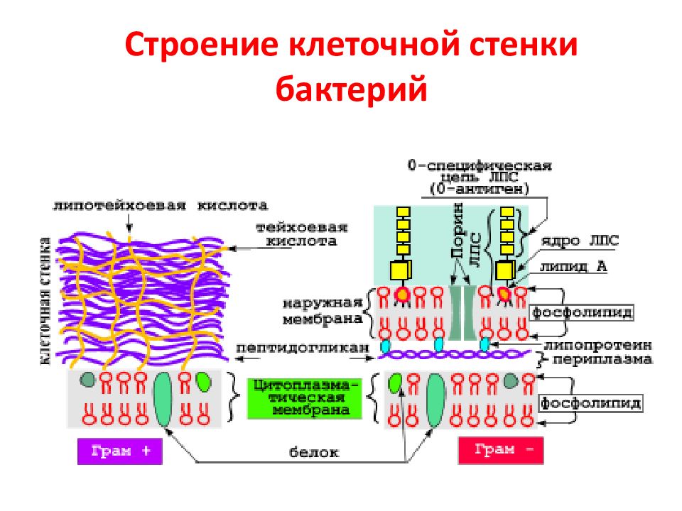 Разрушение клеточной стенки бактерий створаживание. Клеточная стенка грамположительных бактерий. Клеточная стенка грамотрицательных бактерий схема. Строение клеточной стенки грамположительных бактерий. Строение стенки грам + бактерий.