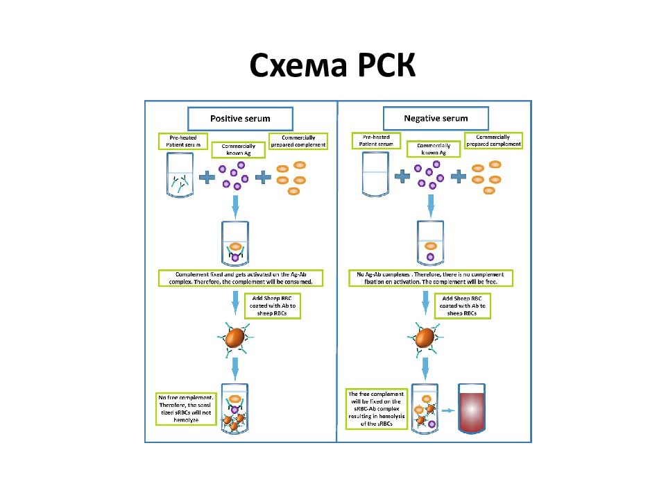 Схема постановки реакции связывания комплемента рск