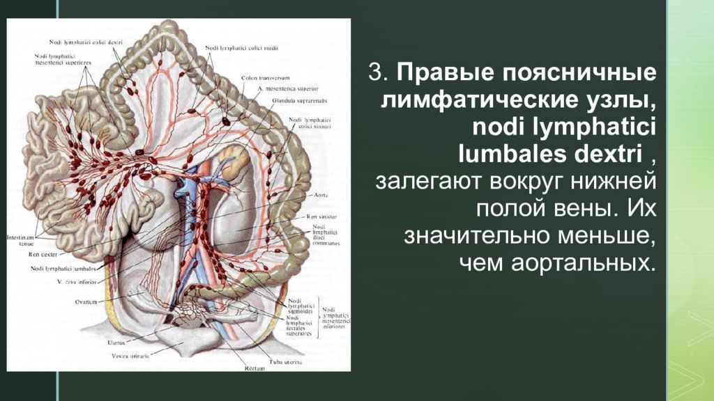 Лимфатические узлы на латинском. Пилорические лимфатические узлы латынь. Поясничные лимфатические узлы. Поясничные лимфатические узлы анатомия. Поясничные лимфатические узлы - Nodi lymphatici lumbales.