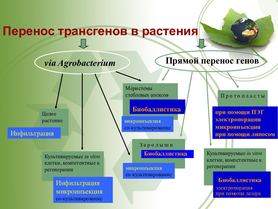 Метод переноса. Растения с прямым переносом генов. Методы переноса генов в растения. Прямой перенос генов. Методы прямого переноса генов в растение.