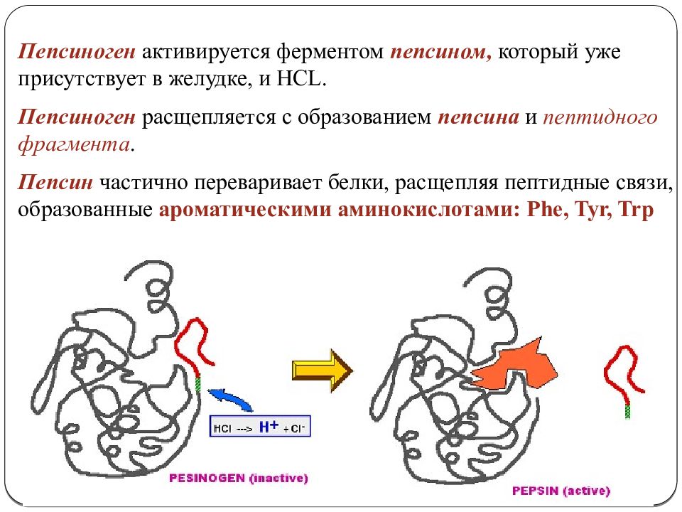 Пепсиноген повышен. Пепсиноген. Что расщепляет пепсиноген. Активация пепсиногена в желудке. Пепсиноген расщепляет белки.