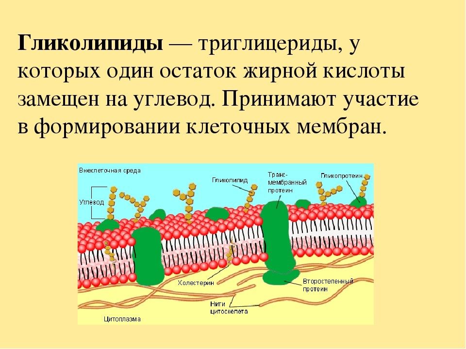 Вещества образующиеся в результате. Гликолипид в клеточной мембране. Фосфолипиды и гликолипиды. Гликолипиды строение. Фосфолипиды входят в состав клеточных мембран.