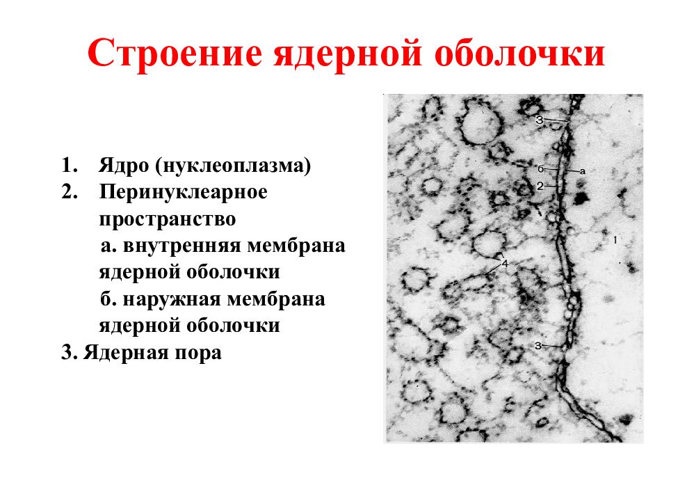 Ядерная мембрана. Строение ядерной оболочки. Строение ядерной мембраны. Наружная мембрана ядерной оболочки. Строение перинуклеарного пространства.