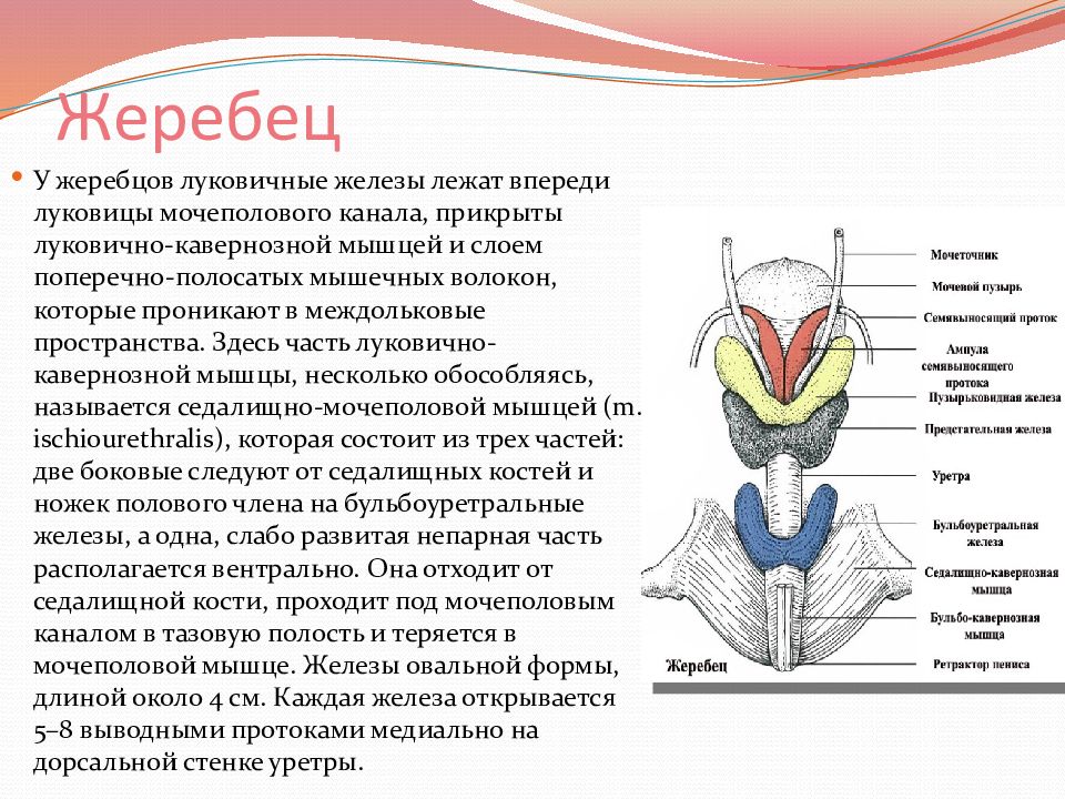 Бульбоуретральные железы у мужчин функции. Бульбоуретральные железы гормоны. Бульбоуретральные железы у женщин.