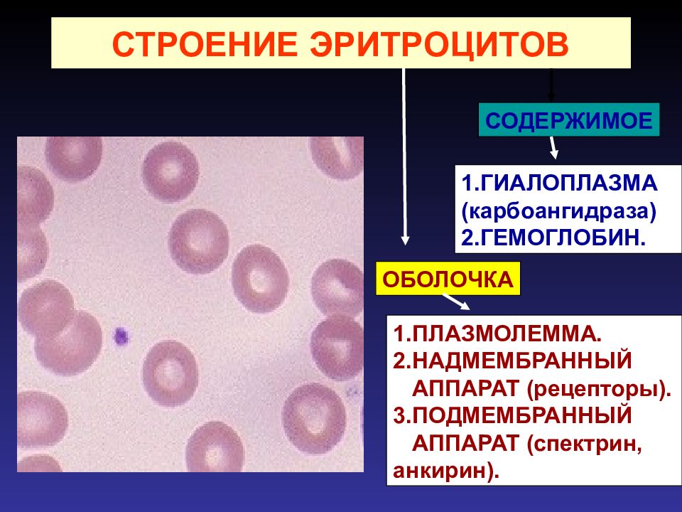 Строение эритроцитов. Строение эритроцита человека. Эритроциты строение клетки. Плазмолемма эритроцита.