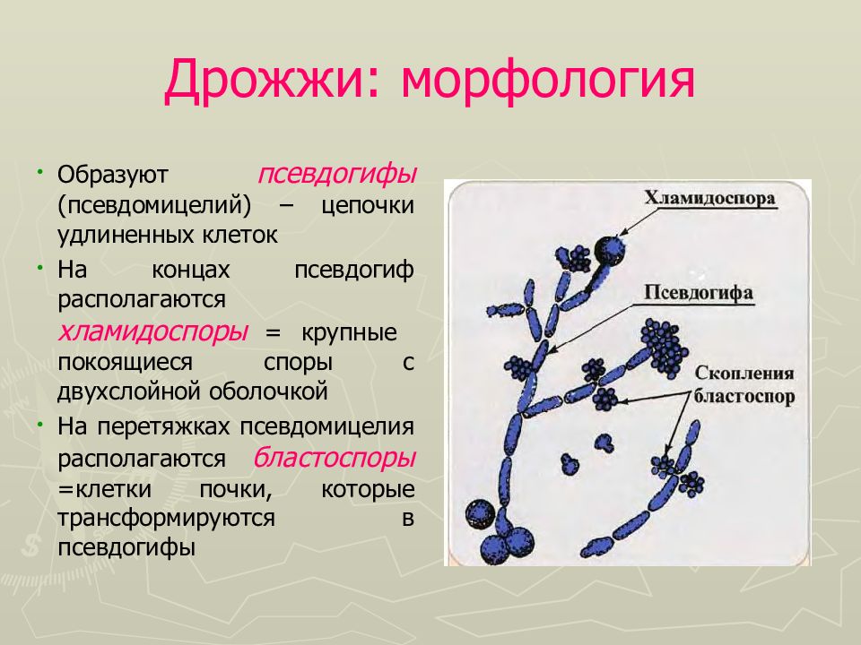 Презентация на тему морфология