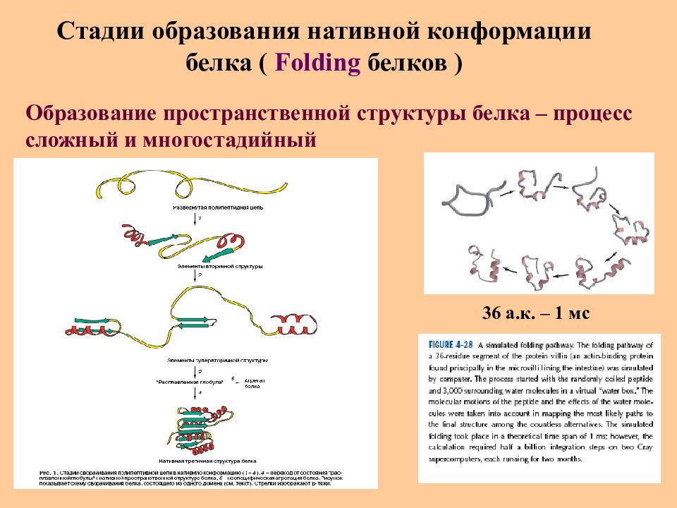 Презентация белки и пептиды