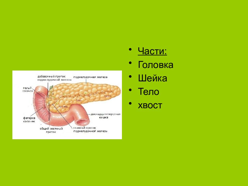 Поджелудочная железа головка тело хвост. Бровь схема головка тело хвостик. Поясничный разрез для подхода к телу и хвосту железы.