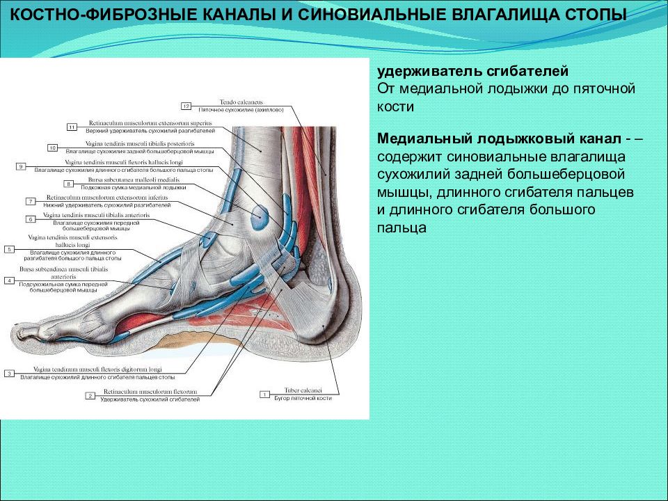 Топография стопы. Медиальный лодыжковый канал. Медиальный лодыжковый канал топография. Синовиальное влагалище задней большеберцовой мышцы. Каналы стопы топографическая анатомия.