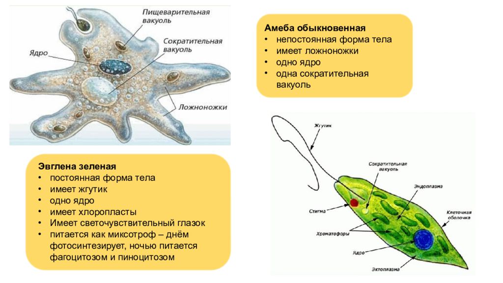 Пищеварительная вакуоль рисунок. Амёба обыкновенная пищеварительная вакуоль. Светочувствительный глазок у амебы обыкновенной. Пищеварительная вакуоль у эвглены зеленой. Сократительная вакуоль эвглены зеленой.