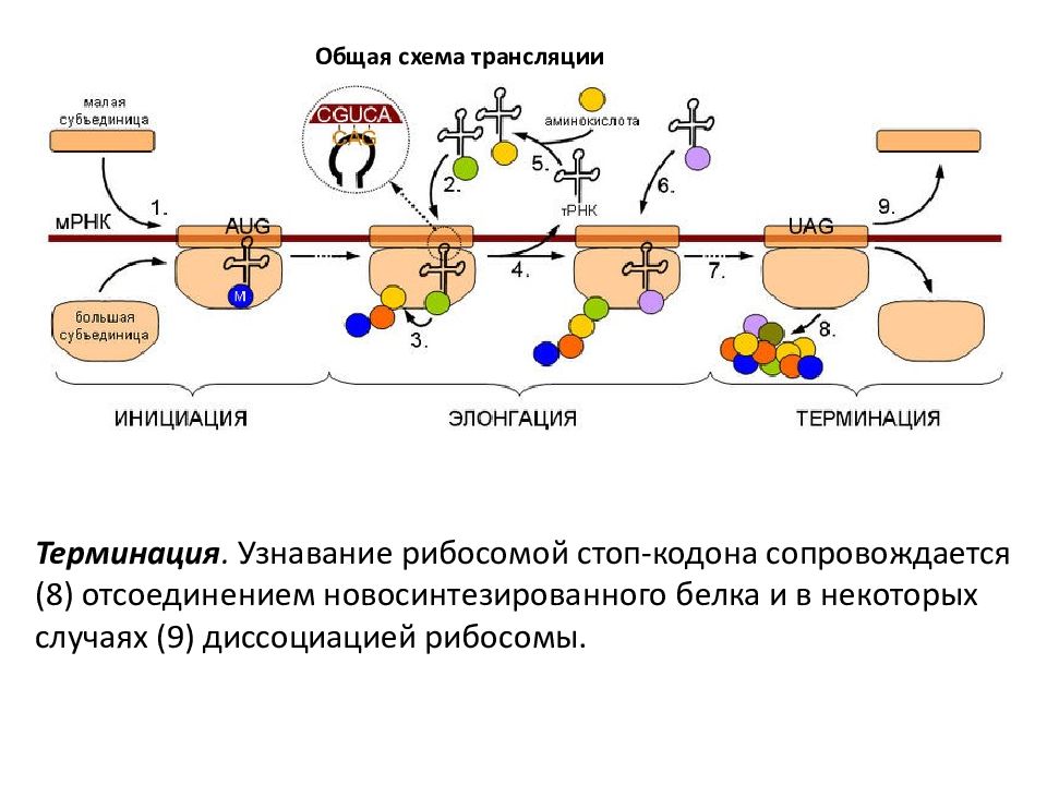 Трансляция биология