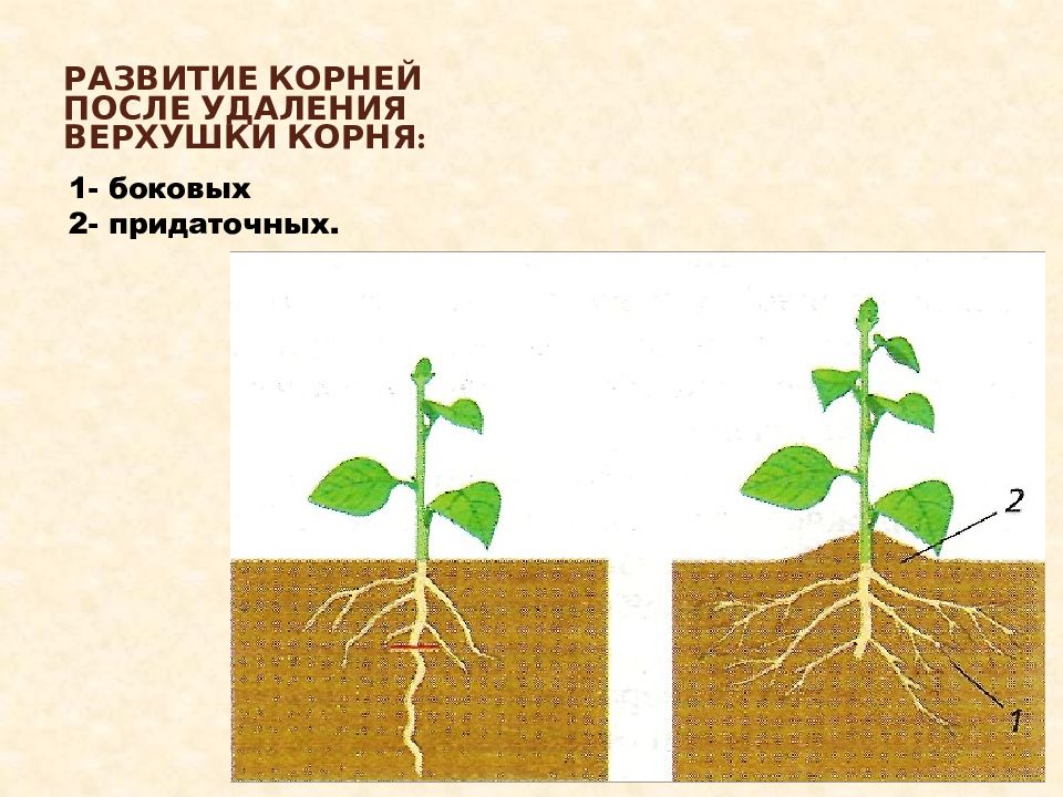 После корня. Развитие корней после удаления верхушки. Формирование боковых корней. Развитие корня растения. Прищипывание корней.