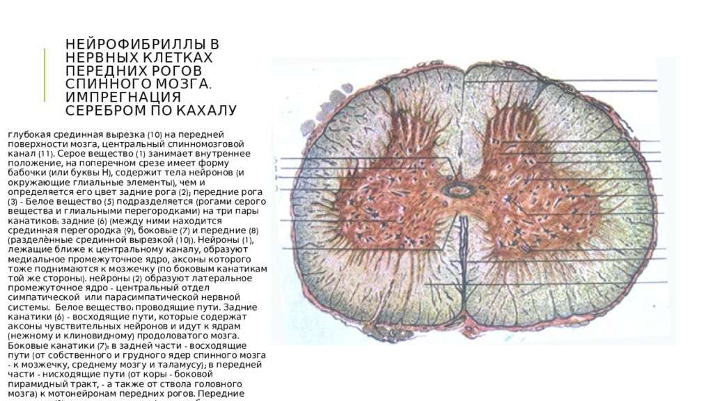 Нейрофибриллы в нервных клетках передних Рогов спинного мозга. Передние рога спинного мозга гистология. Импрегнация серебром препараты. Надпочечник окраска импрегнация серебром.