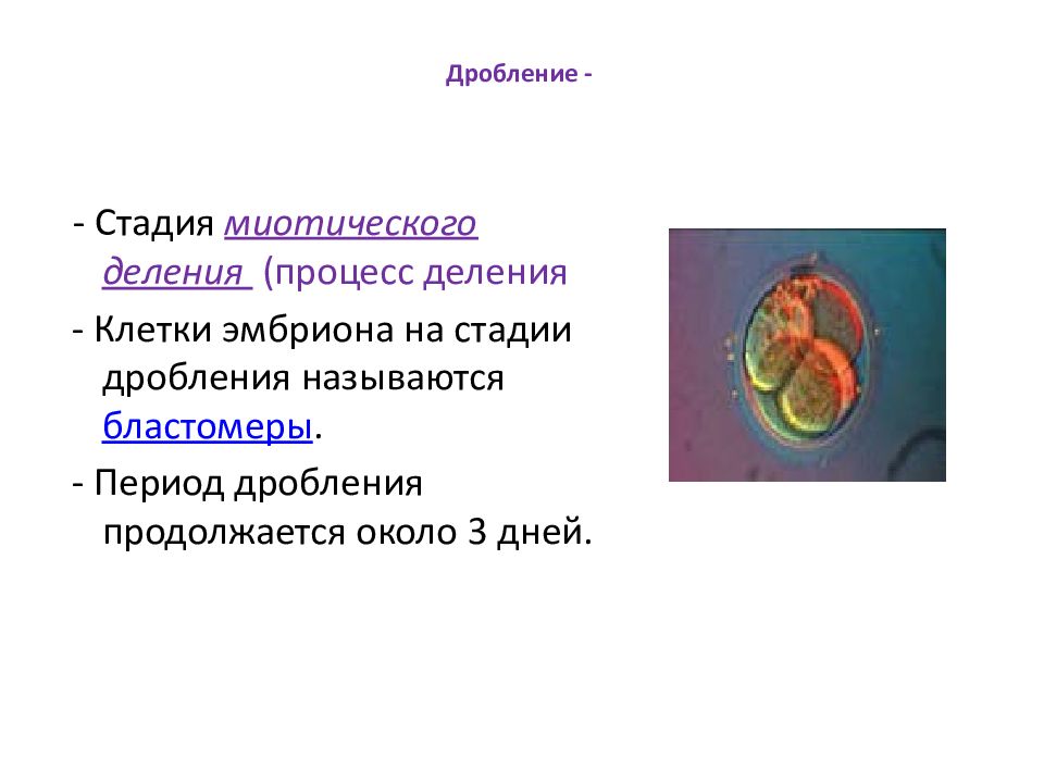 Что представляет собой зародыш на стадии эмбриона. Деление клеток эмбриона. Процесс деления клетки зародыша. Стадии эмбриона клетки. Способ деления клеток на стадии дробления.