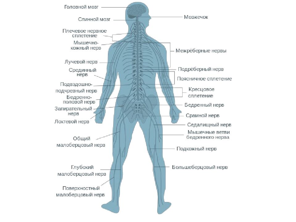 Лекция 5 Физиология нервной системы