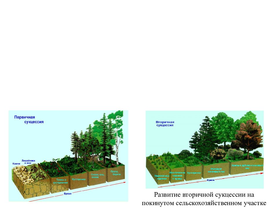 Первичная сукцессия фото