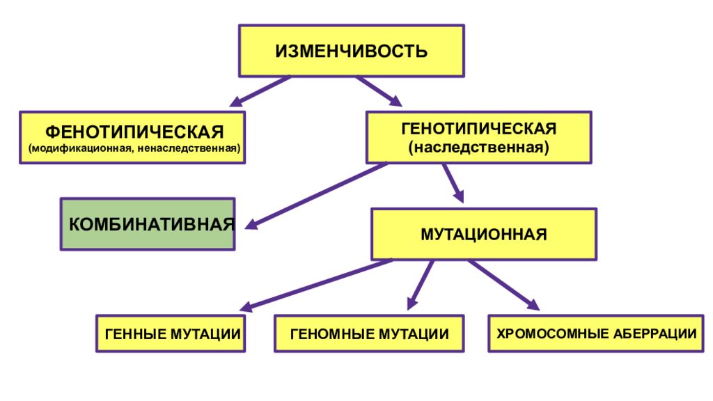 Рассмотрите рисунок приведите примеры наследственной и ненаследственной изменчивости