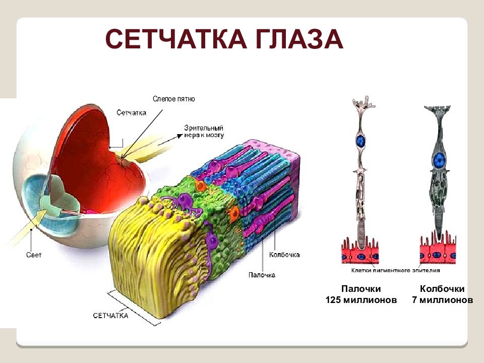 Сетчатка глаза человека палочки и колбочки. Палочки и колбочки сетчатки строение. Строение колбочки сетчатки. Строение глаза человека палочки и колбочки. Палочки и колбочки сетчатки анализатор.