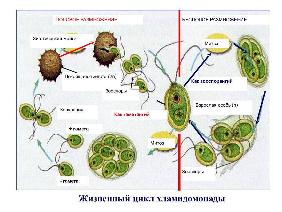 Половое размножение водорослей схема