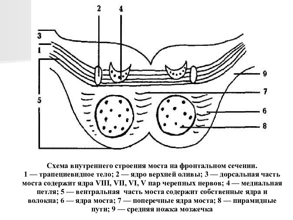 Схема внутри. Срез моста головного мозга схема. Поперечный срез моста анатомия. Мост мозга поперечный разрез. Поперечный срез моста мозга.
