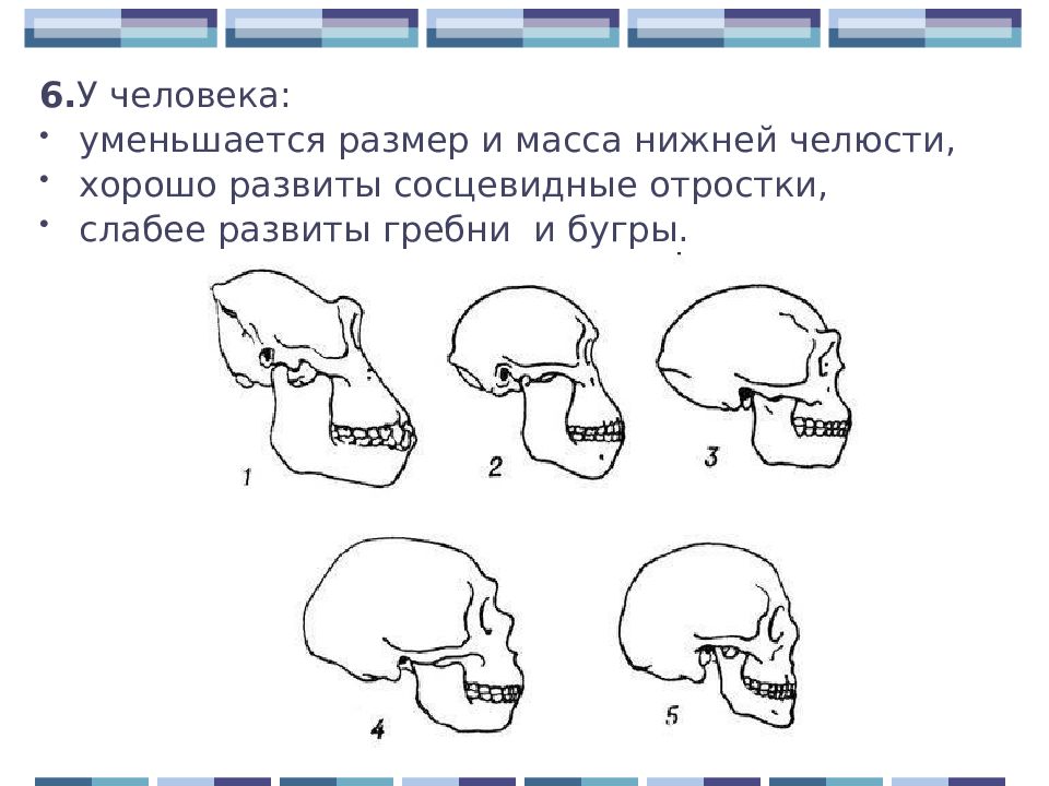 Развитие черепа человека