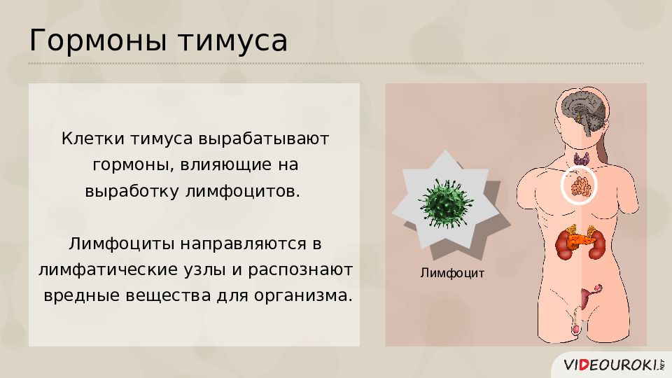 Роль гормонов в обмене веществ росте и развитии организма 8 класс презентация