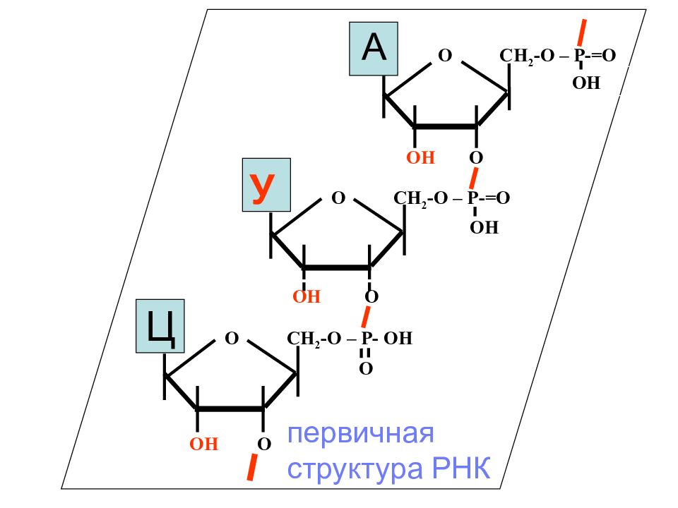 Фрагмент молекулы рнк. Фрагмент первичной структуры РНК. Первичная структура РНК формула. Схема первичной структуры РНК. Фрагмент цепи РНК.