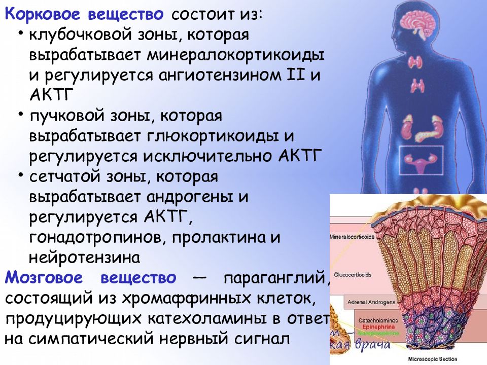 Значение секреции. Корковое вещество состоит из. Минералокортикоиды вырабатываются в. Параганглии гормоны. Опухоли экзо- и эндокринных желез.