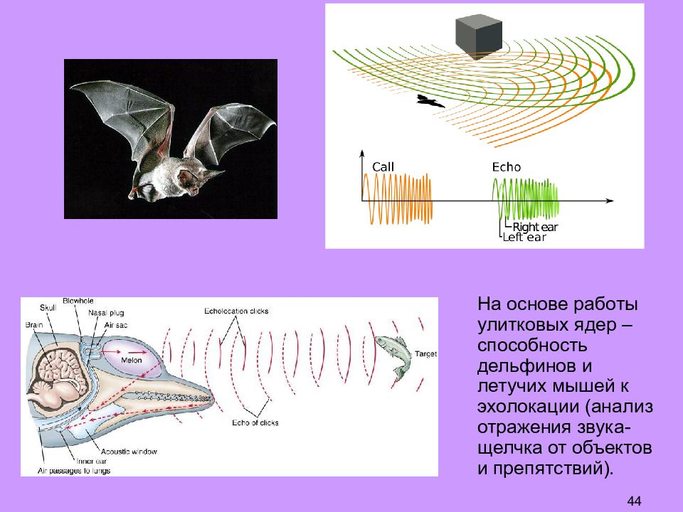 Эхолокация. Эхолокация летучих мышей и дельфинов. Летучая мышь Эхо. Рукокрылые эхолокация. Эхолокация летучих мышей схема.