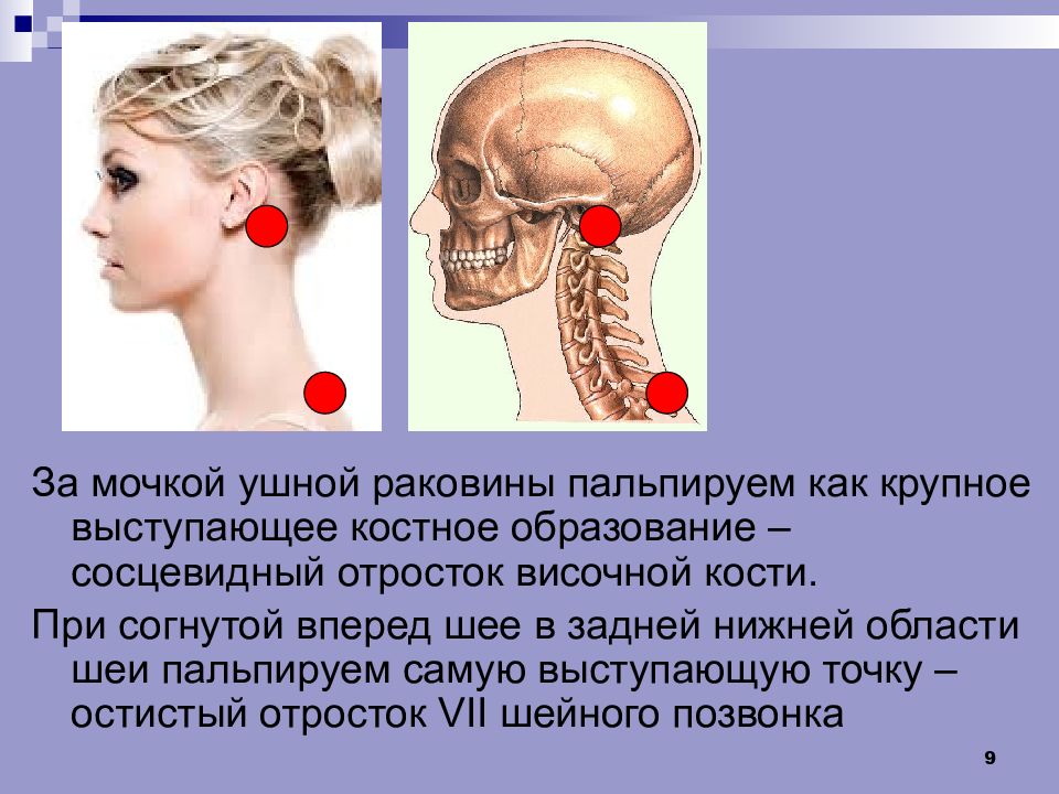 Сосцевидная кость. Сосцевидный отрсоток височки. Сосцевидный отросток ушной раковины. Солнцевидный отросток. Сосцевидный отросток височной кости.