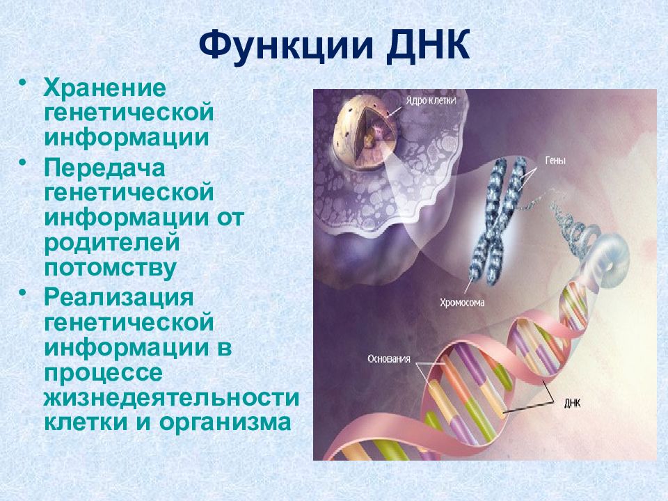 Презентация по химии на тему нуклеиновые кислоты