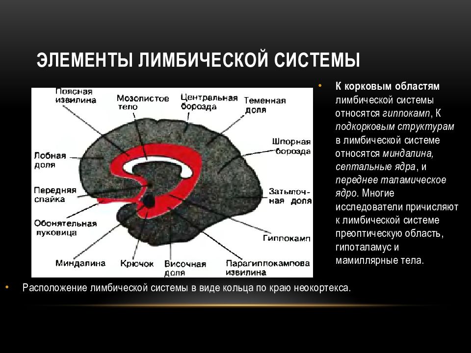 Лимбическая система фото