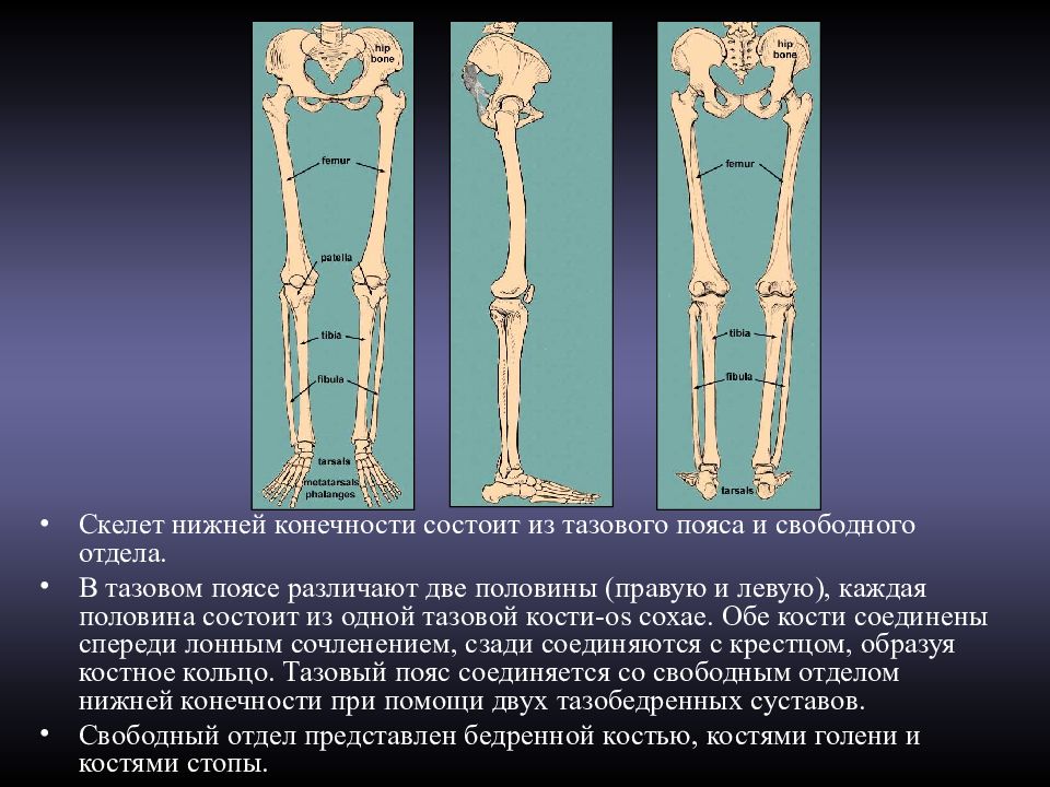 Фото скелета ноги человека