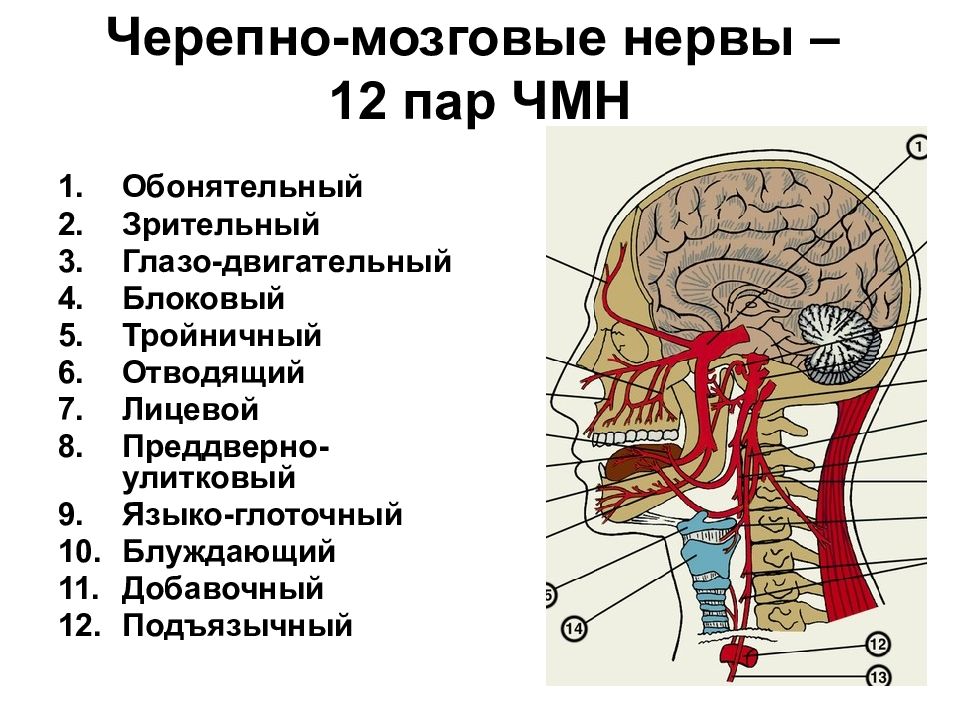 Структура черепно мозговых нервов. 12 Пар черепных нервов схема. Черепные нервы топографическая анатомия. Черепные нервы анатомия иннервация. Головной мозг и Черепные нервы анатомия.