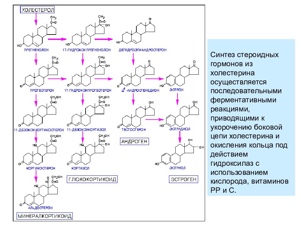 Синтез гормонов. Холестерин Синтез стероидных гормонов. Схема синтеза стероидных гормонов. Синтез гормонов из холестерина схема. Схема синтеза стероидных гормонов из холестерола.