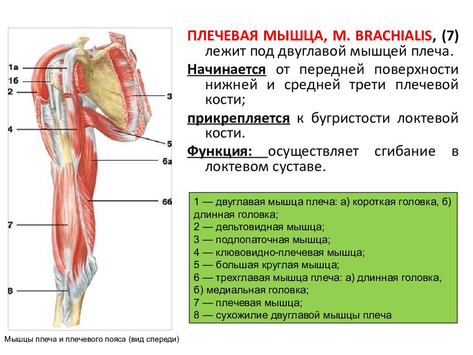 Мышцы пояса. Мышцы пояса верхней конечности функции. Мышцы верхних конечностей анатомия атлас. Мышцы верхней конечности сзади. Мышцы пояса верхней конечности анатомия.